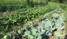 vegetable garden