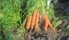 vegetable garden