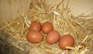 Bioland eggs