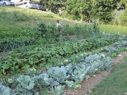 Der Gemüsegarten im Sommer