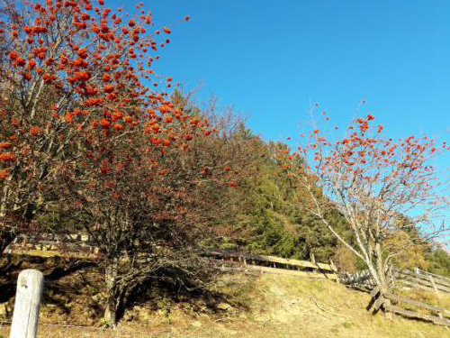 Herbst am Tschandlhof