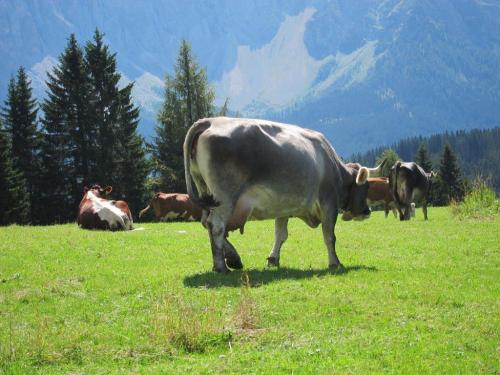 Unsere Tiere auf der Weide 