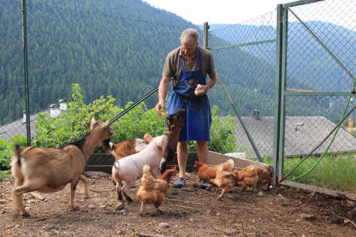 Die Gemeinschaft der Tiere