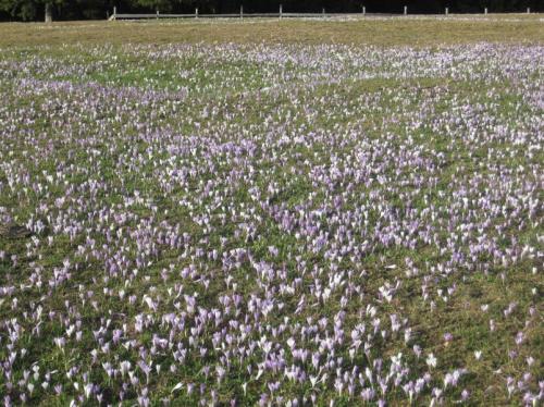 Krokuswiese im Frühling