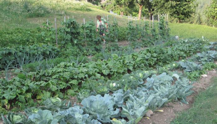 Gemüsegarten im Sommer