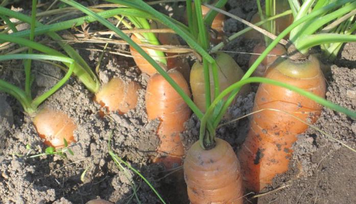 Die Karoten Ernte in unserem Acker 