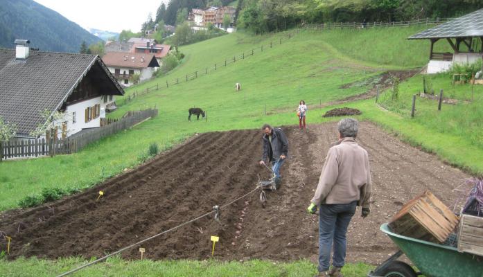 Kartoffelpflanzung am Hof