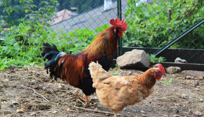 Gallo e gallina 