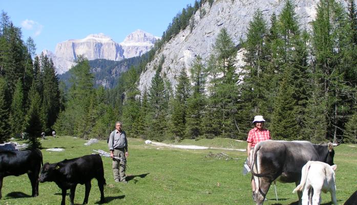 Die Kühe auf der Alm