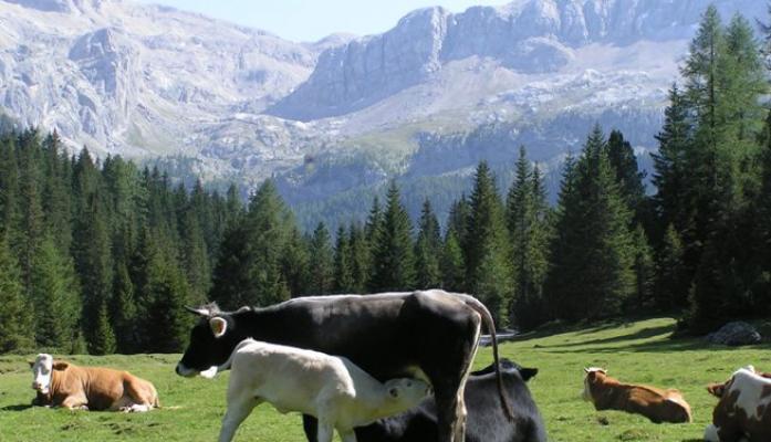 Ferienwohungen Tschandlhof - Welschnofen in Südtirol